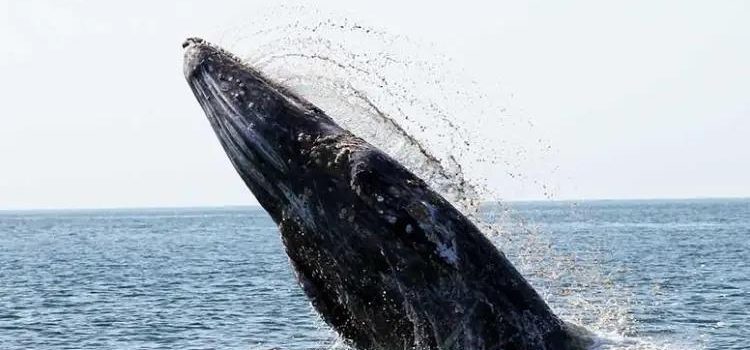 Logran científicos la primera conversación entre una ballena y un humano