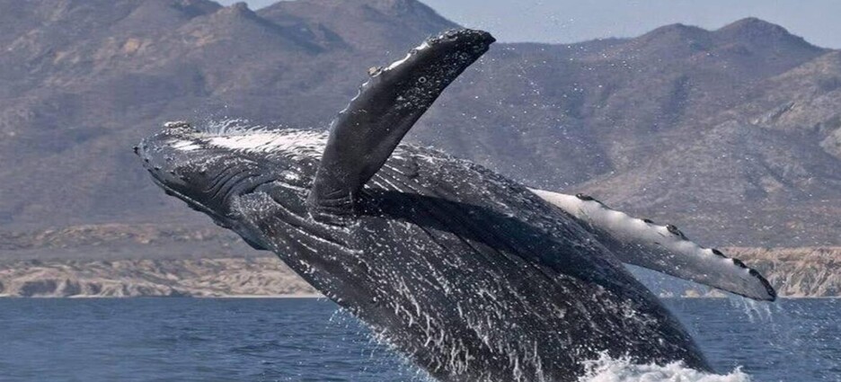 Invitan a disfrutar el avistamiento de la ballena gris en Ensenada