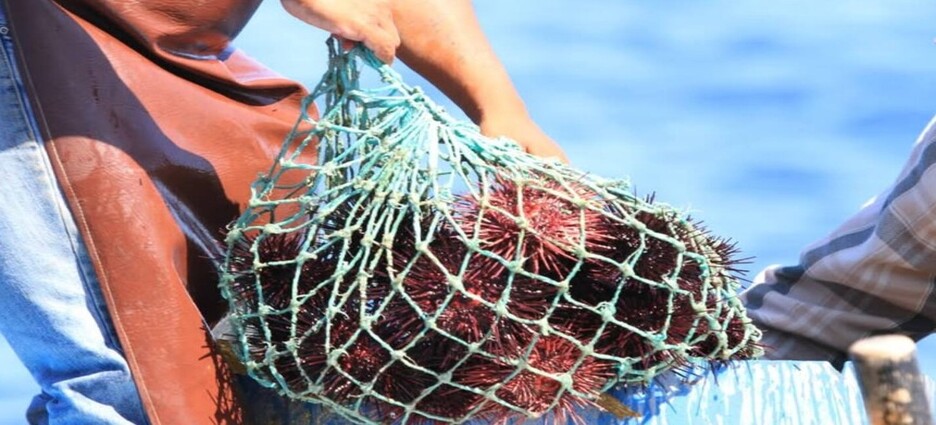 Inicia veda de erizo rojo para Baja California