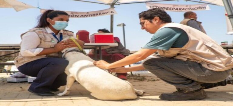 Sigue el reforzamiento sanitario para prevenir rickettsiosis en Ensenada