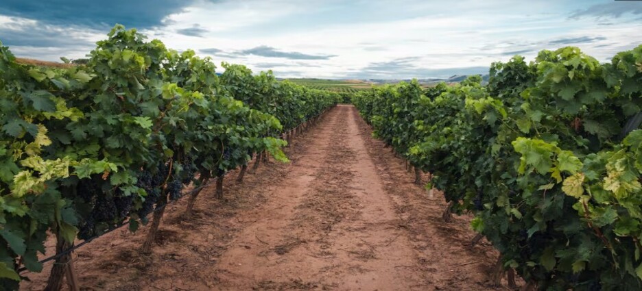 Baja afluencia pone en riesgo la Ruta del Vino