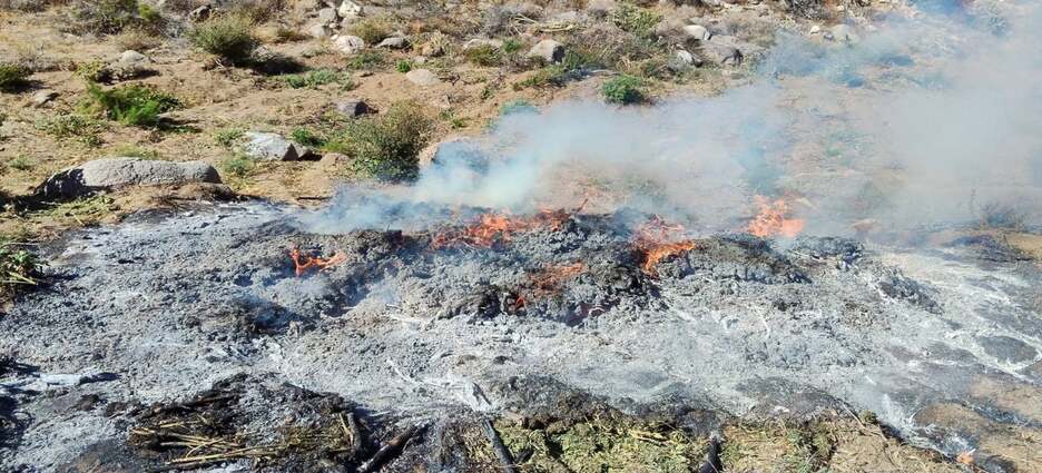 Destruyen plantíos y secaderos de mariguana en Ensenada