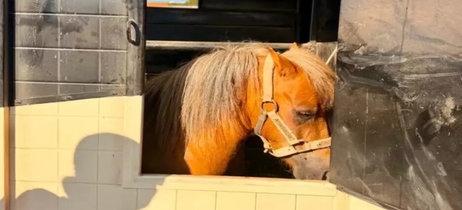 Rescatan en ensenada a pony tras denuncia por presunto maltrato animal
