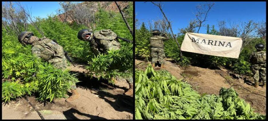 Marina destruye más de 291,000 plantas de marihuana en Ensenada