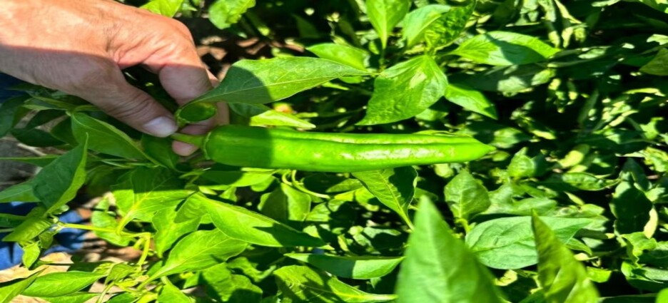 Sembradíos de tomate y chile predominan en la Zona Costa de Baja California